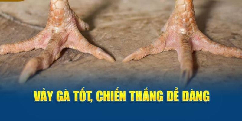 Ý nghĩa ẩn chứa của chiến kê có vảy gà quý 